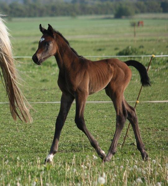 Holstener Can it be better AX billede 3