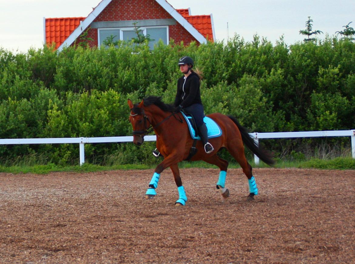 Dansk Varmblod Ryttergaardens Chicargo billede 7