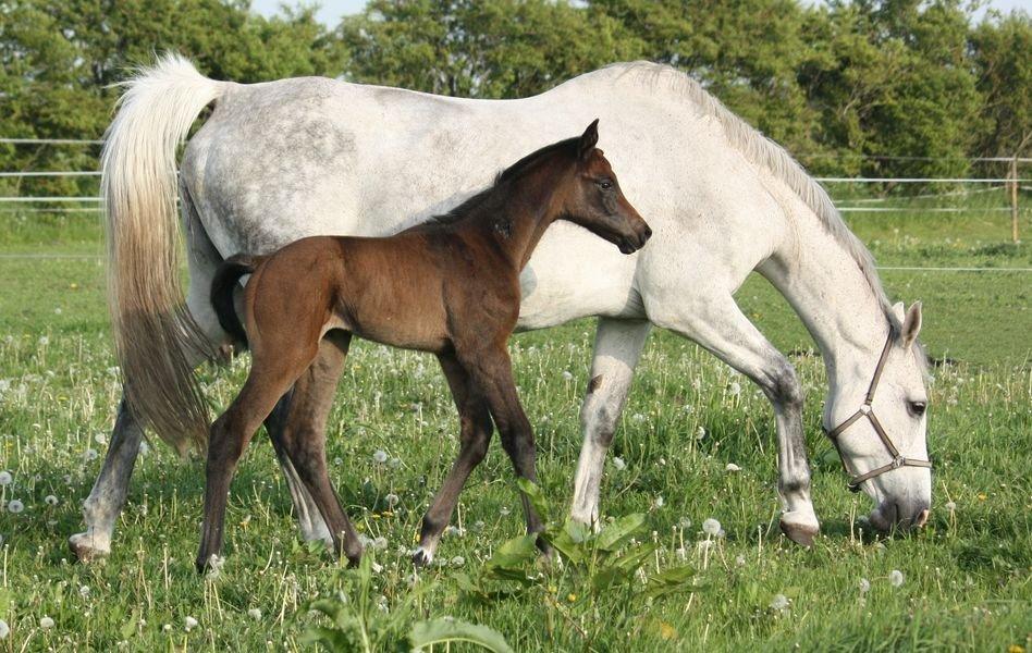 Holstener Can it be better AX billede 5