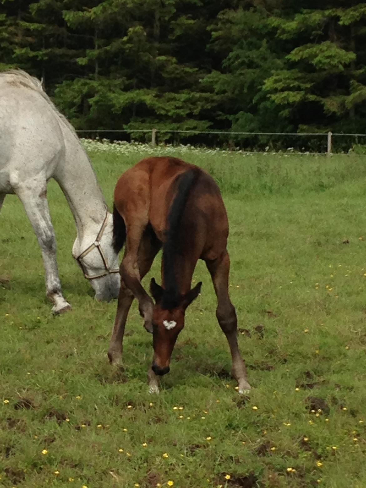 Holstener Can it be better AX billede 6