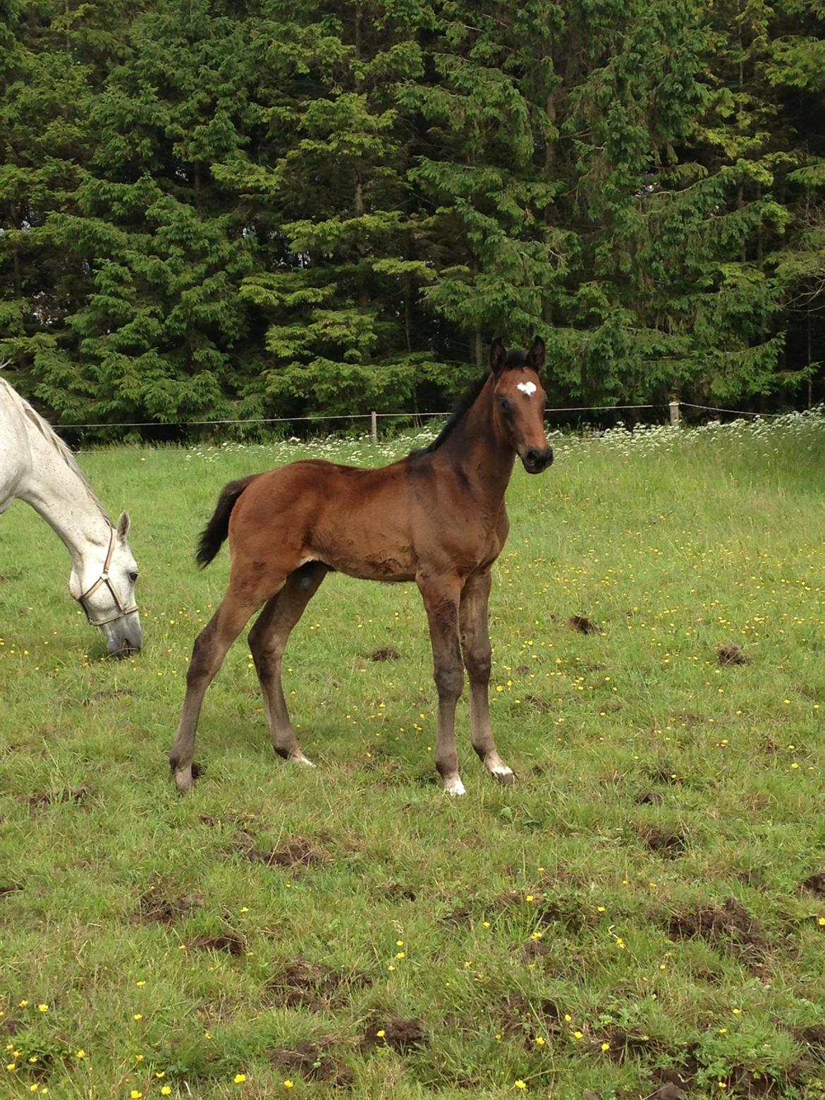 Holstener Can it be better AX billede 7