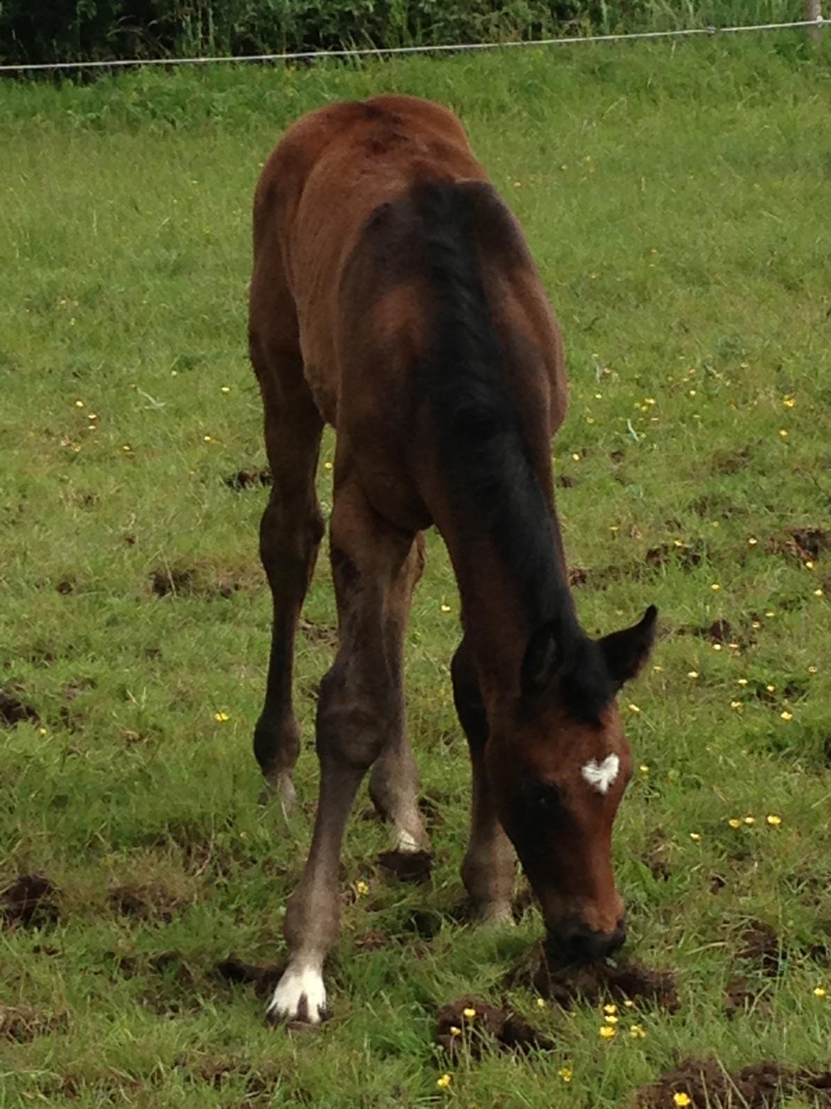 Holstener Can it be better AX billede 8