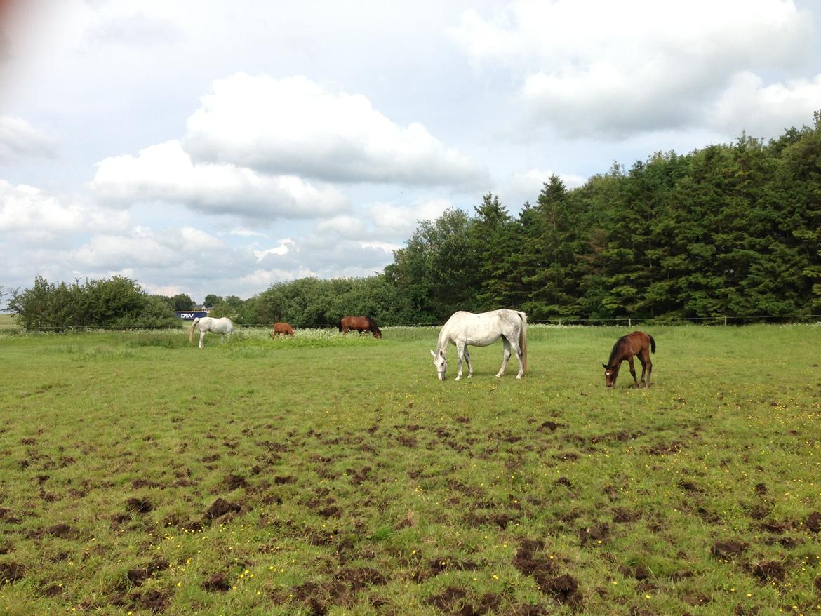 Holstener Can it be better AX billede 9