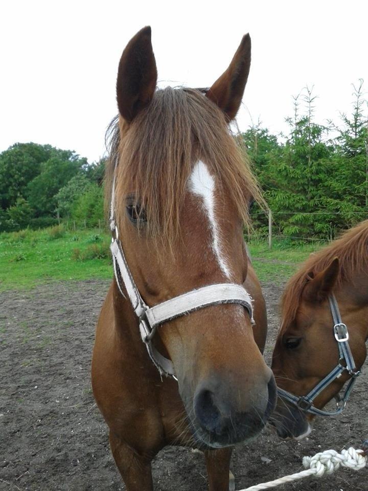 DSP Prima Donna <3 billede 7