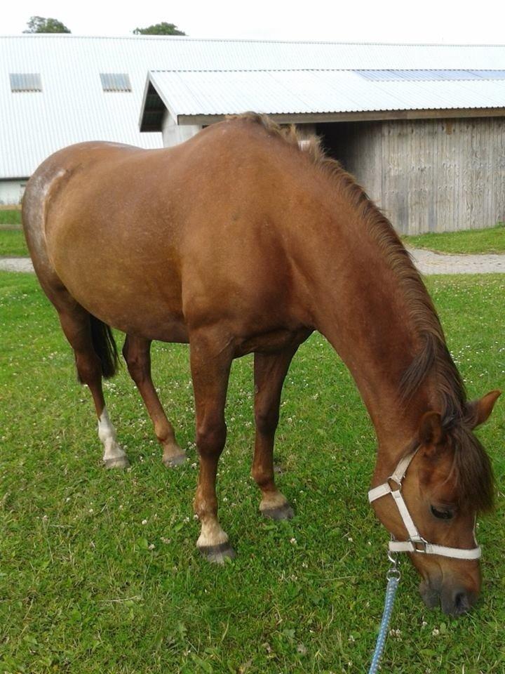 DSP Prima Donna <3 billede 8