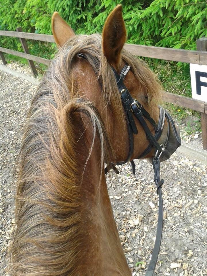 DSP Prima Donna <3 billede 11