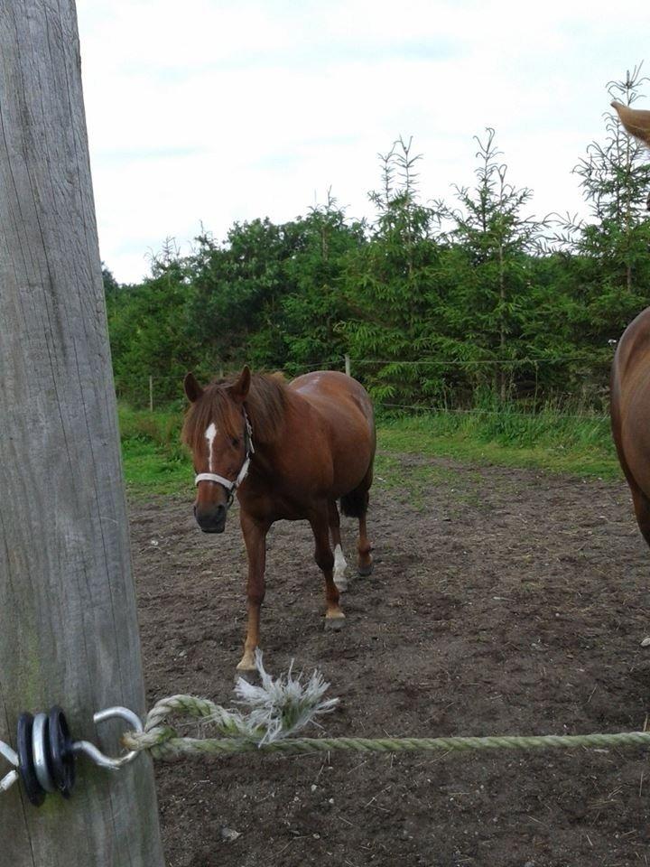 DSP Prima Donna <3 billede 10