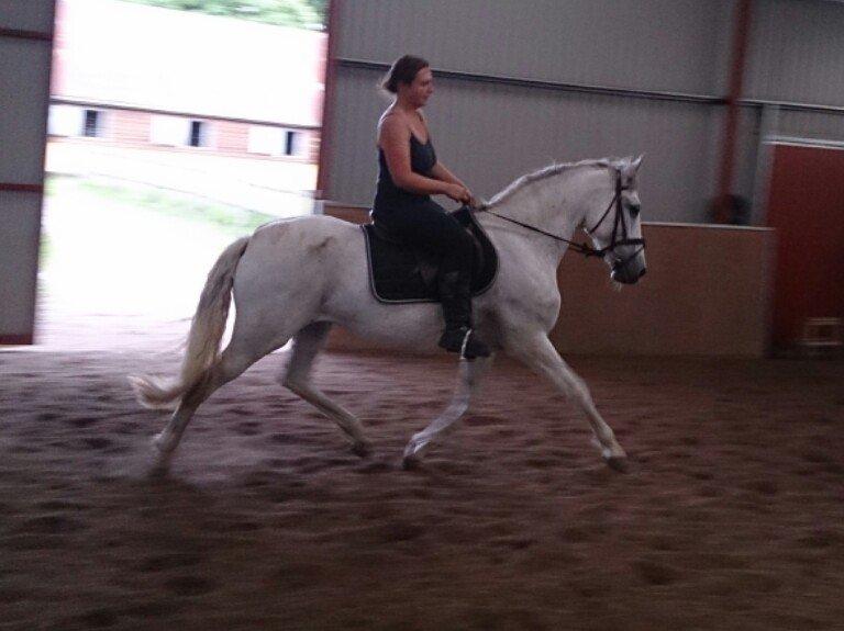 Anden særlig race Raya billede 6