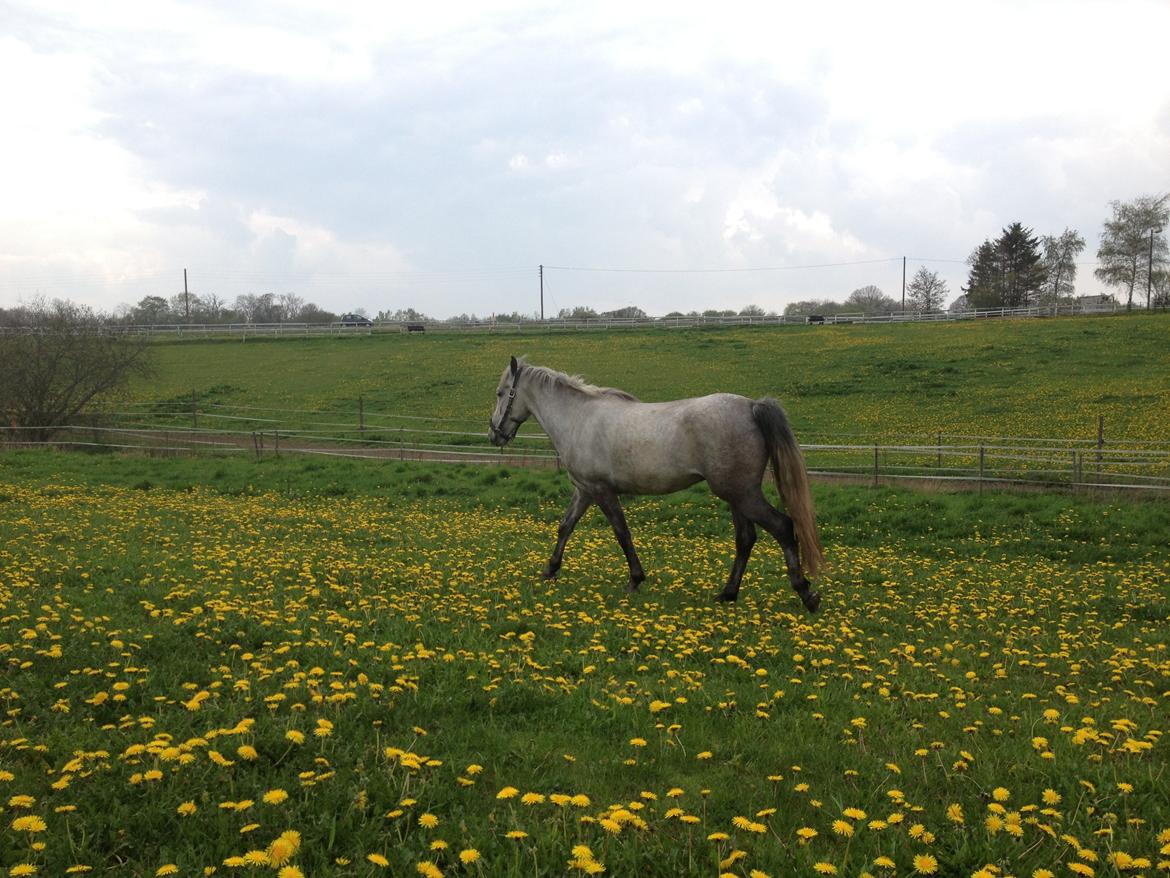 Lipizzaner Pluto Presciana billede 12