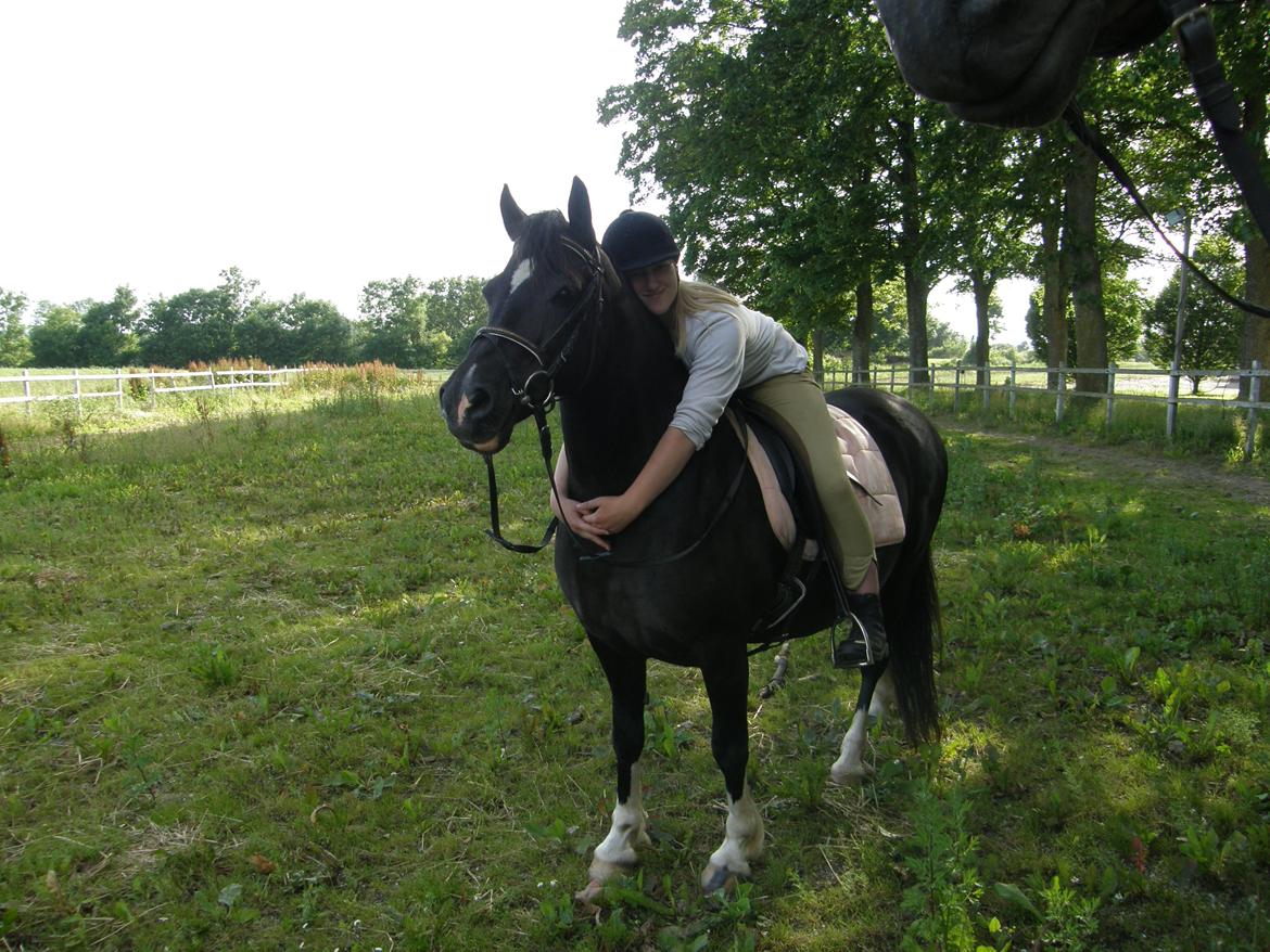 Welsh Pony af Cob-type (sec C) GRIBSVADS BLACKI billede 1