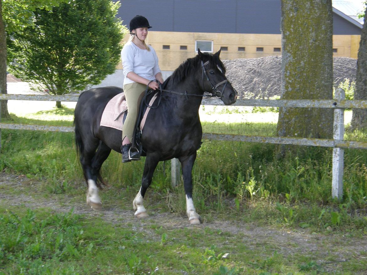 Welsh Pony af Cob-type (sec C) GRIBSVADS BLACKI billede 15