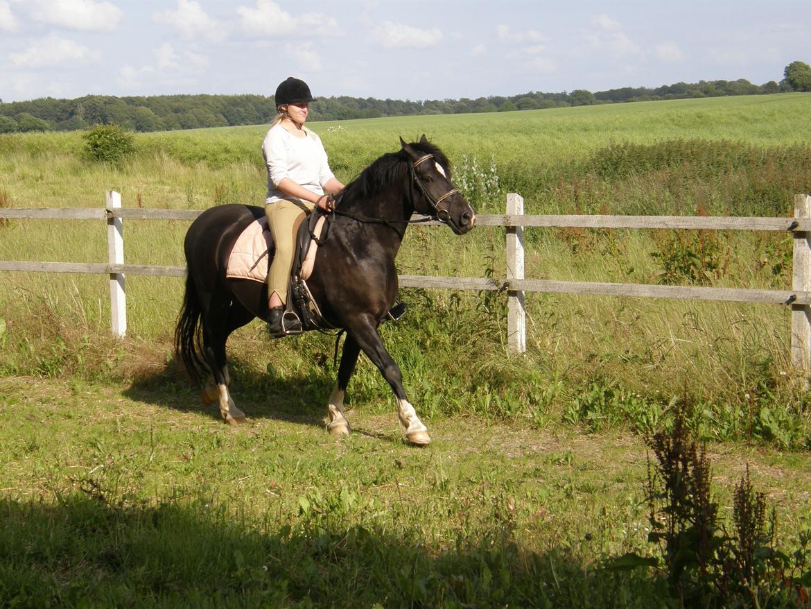 Welsh Pony af Cob-type (sec C) GRIBSVADS BLACKI billede 16