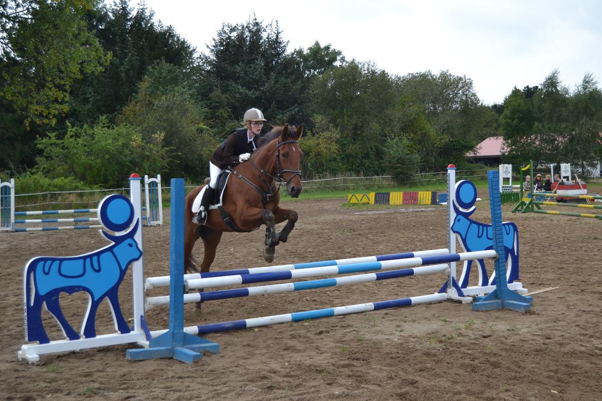 Anden særlig race Kanto - Første stævne LF (70 cm) på Katrinebjerg Rideklub KRIK 19. september 2012 billede 10