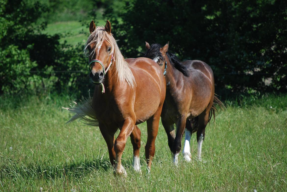 Welsh Cob (sec D) Brynithon Royal Commander billede 3