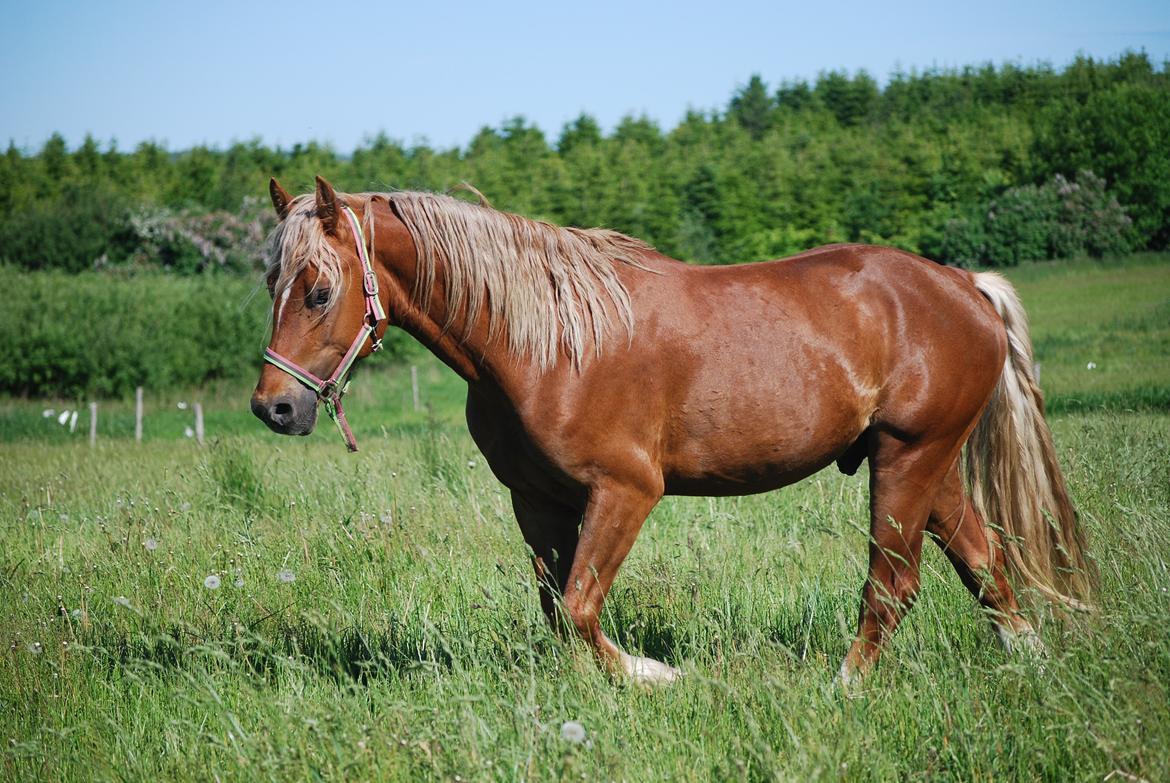 Welsh Cob (sec D) Brynithon Royal Commander billede 4