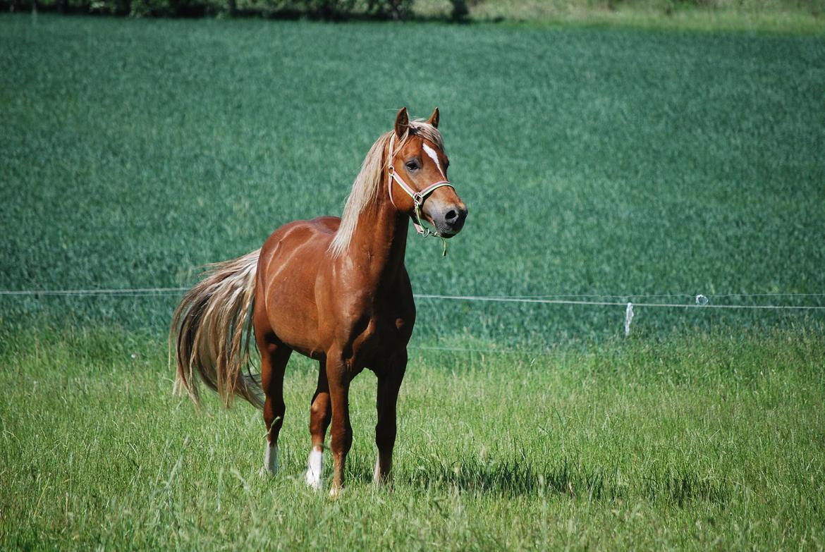 Welsh Cob (sec D) Brynithon Royal Commander billede 5