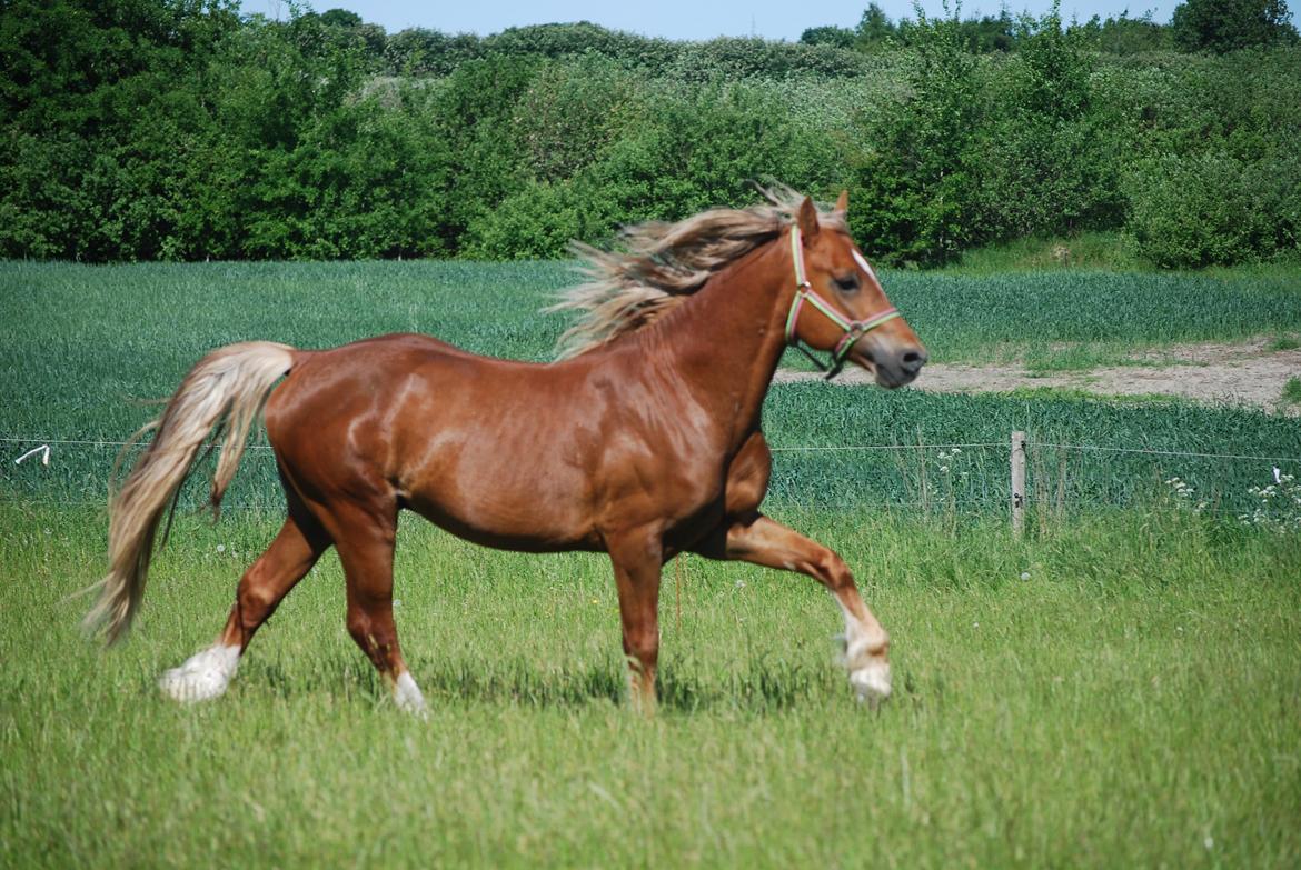 Welsh Cob (sec D) Brynithon Royal Commander billede 6