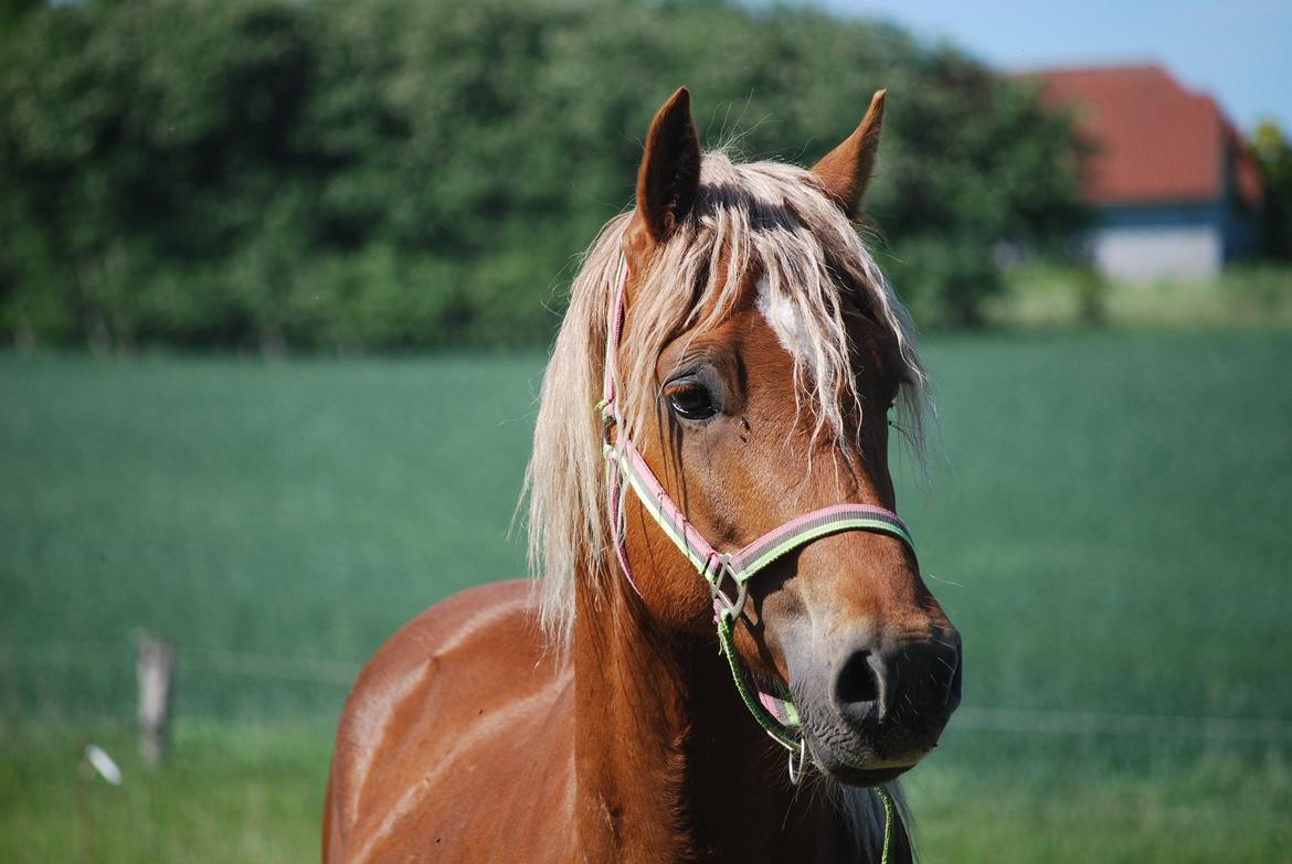 Welsh Cob (sec D) Brynithon Royal Commander billede 7