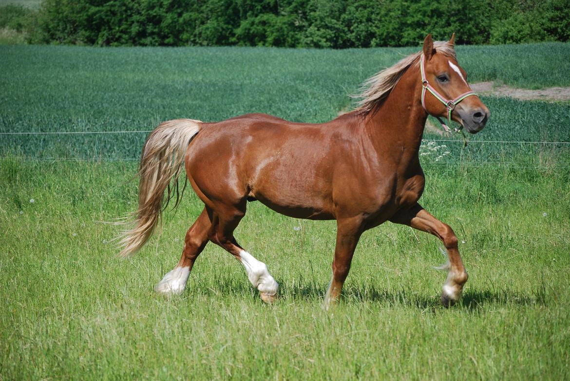 Welsh Cob (sec D) Brynithon Royal Commander billede 8