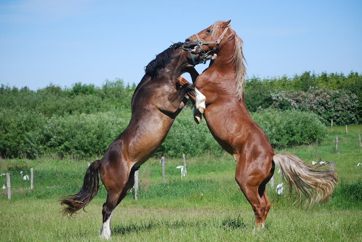 Welsh Cob (sec D) Brynithon Royal Commander billede 9