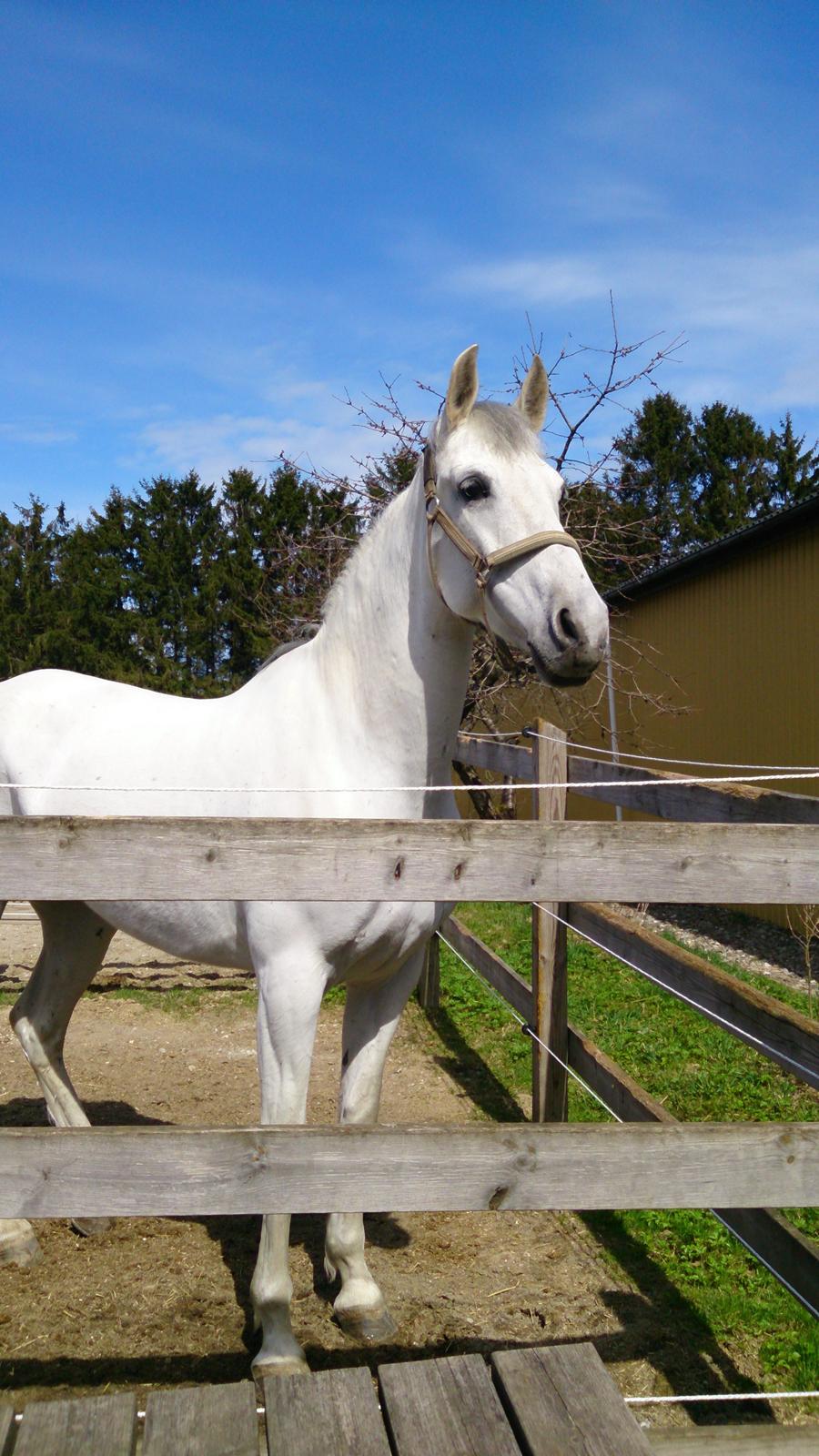 Anden særlig race Raya billede 8