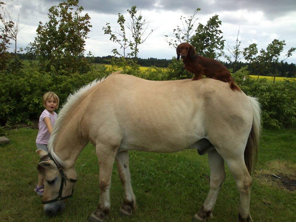 Fjordhest Andegårdens Buster billede 7