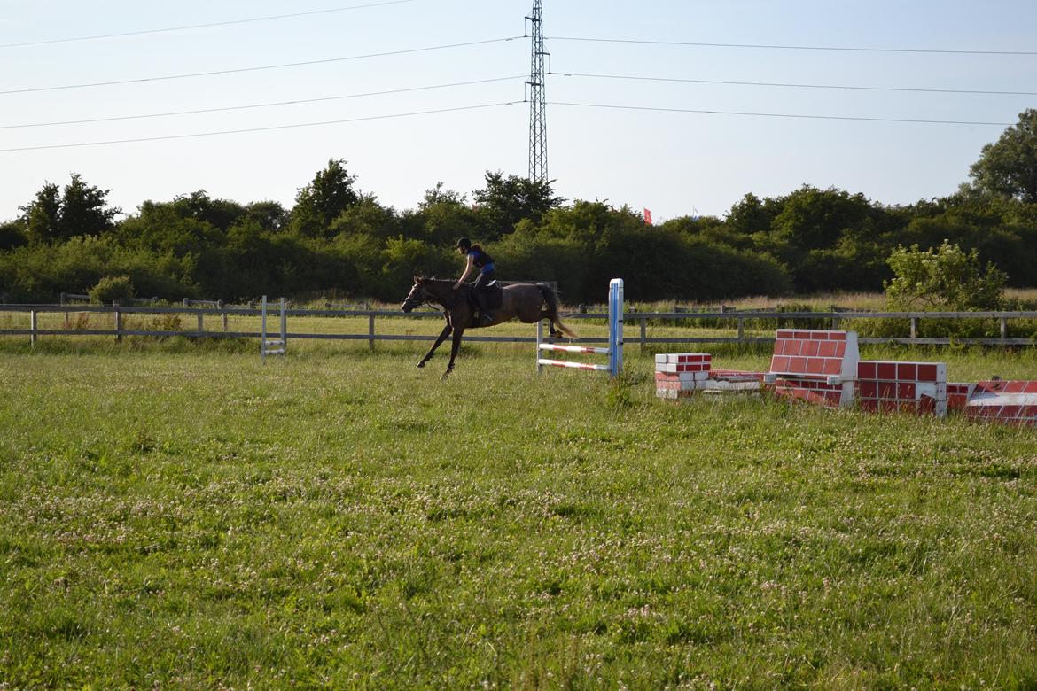 DSP Lundgårds Castillo billede 6