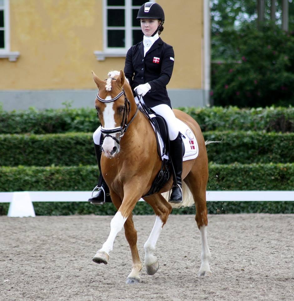 Tysk Sportspony Der Harlekin B A-pony - Nordisk Mesterskab 2013 billede 9