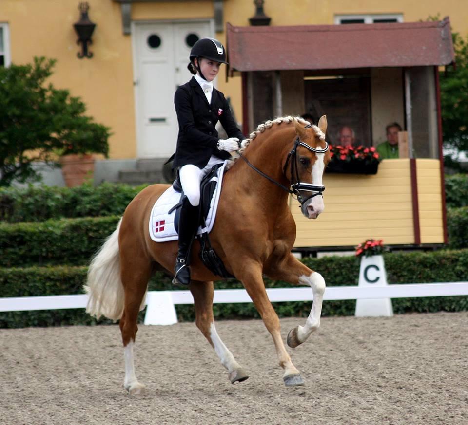 Tysk Sportspony Der Harlekin B A-pony - Nordisk Mesterskab 2013 billede 11