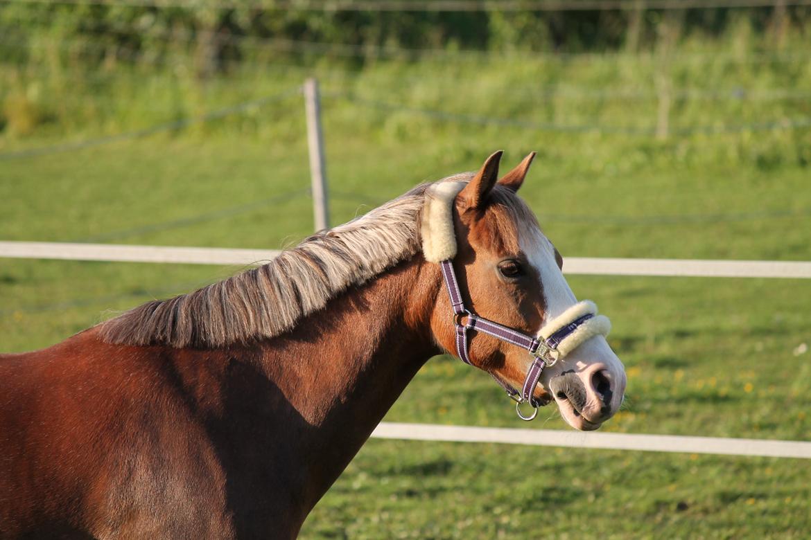 Tysk Sportspony Fee 768 - Smuke Fee <3 billede 3