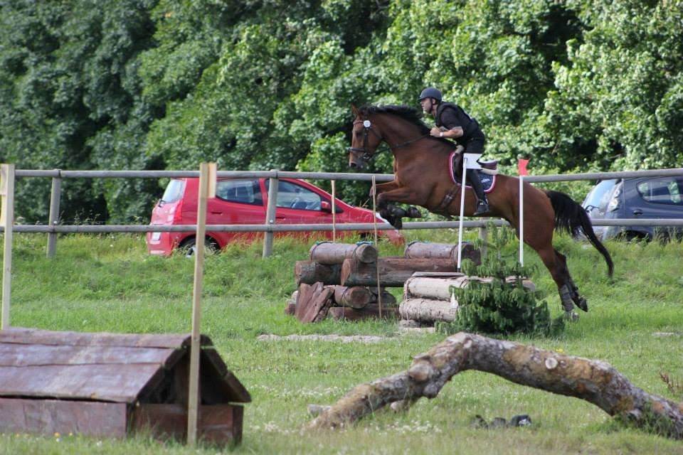 Dansk Varmblod Pinvigs Gambler -FAR's- - Skårupovergård DM military 2013, CNC*
[Fotograf: Staaldesigns] billede 14