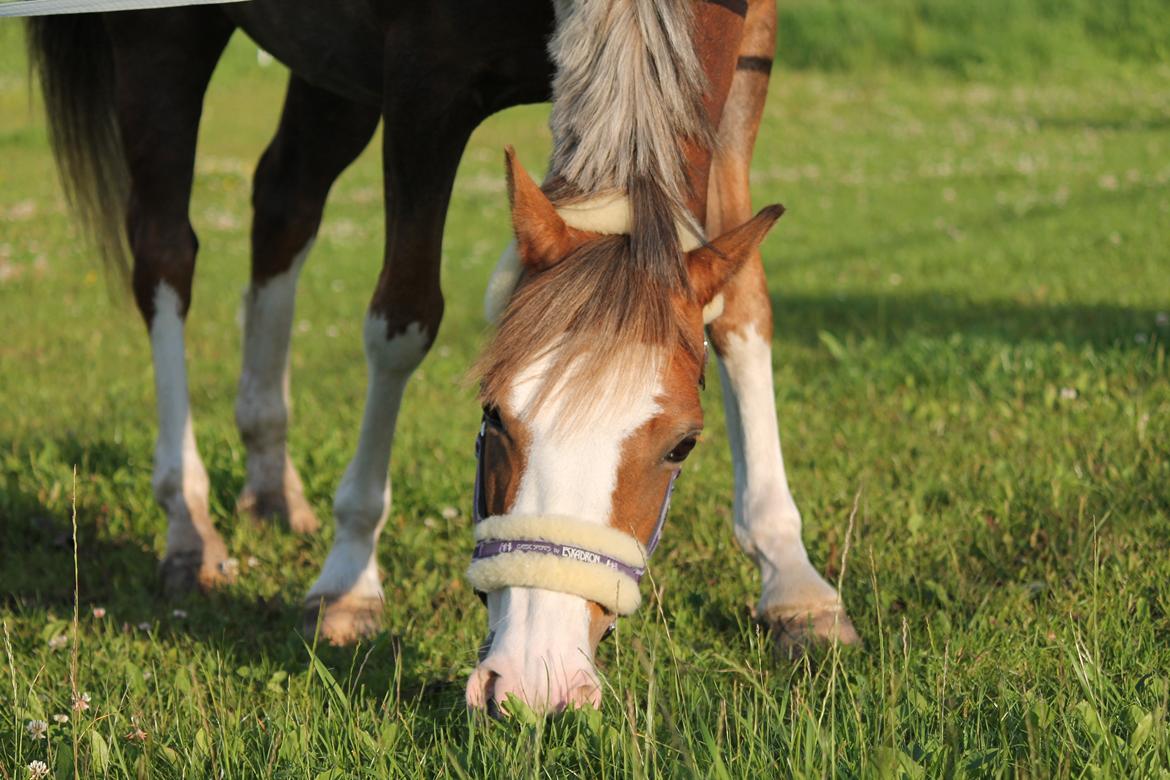 Tysk Sportspony Fee 768 - Søde <3 billede 4