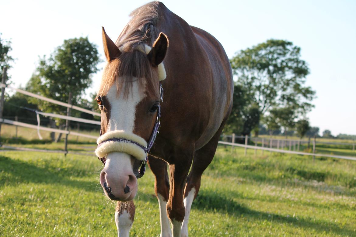 Tysk Sportspony Fee 768 - Halløj :D billede 5