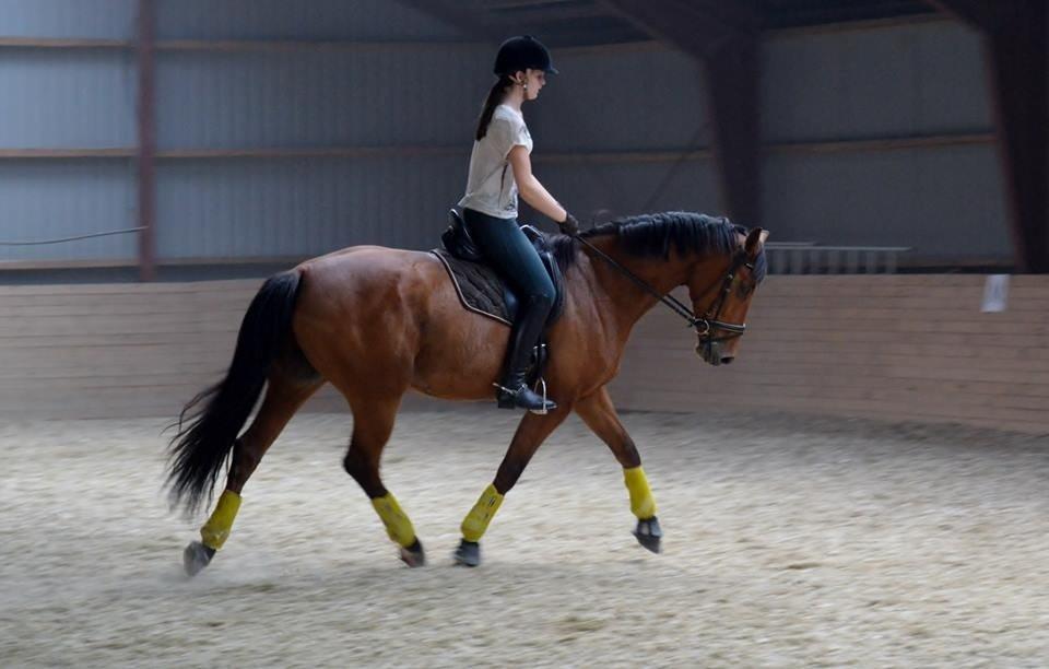 Dansk Varmblod Grusgård's Moon Light billede 4