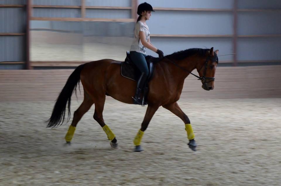 Dansk Varmblod Grusgård's Moon Light billede 5