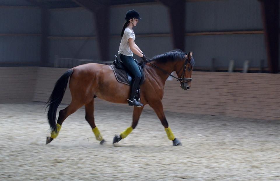 Dansk Varmblod Grusgård's Moon Light billede 6