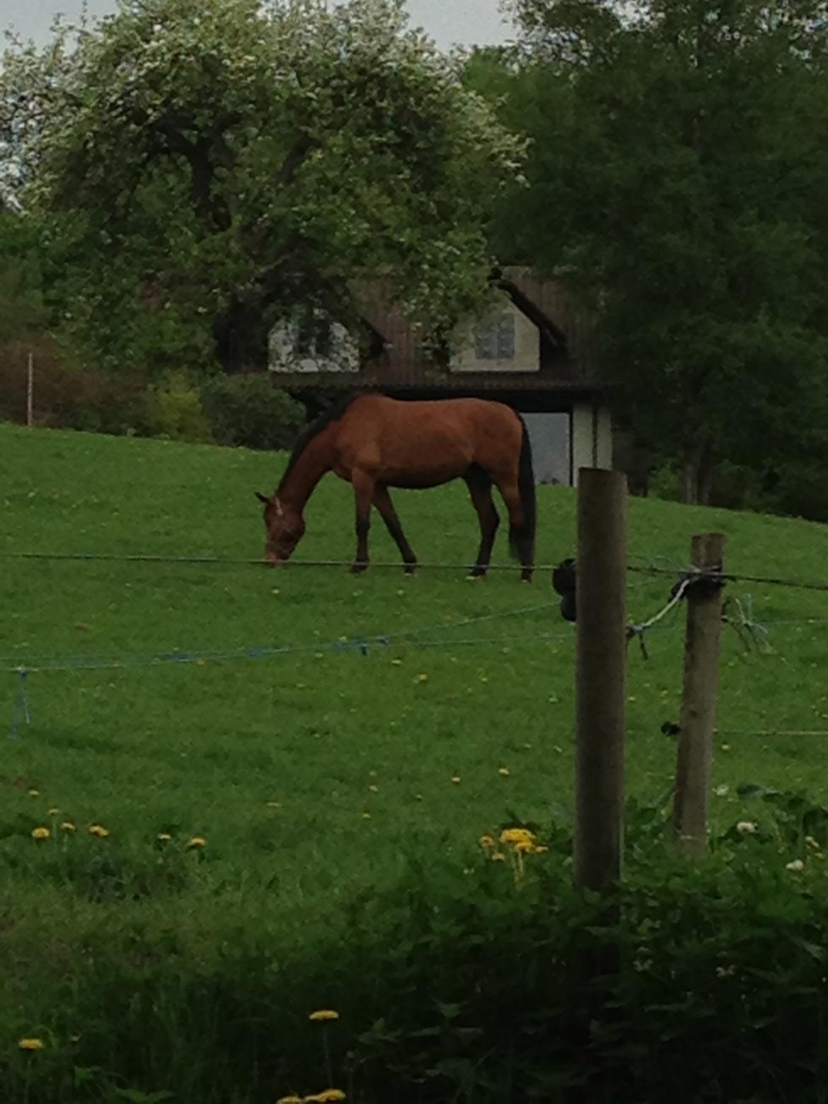 Dansk Varmblod Grusgård's Moon Light billede 7