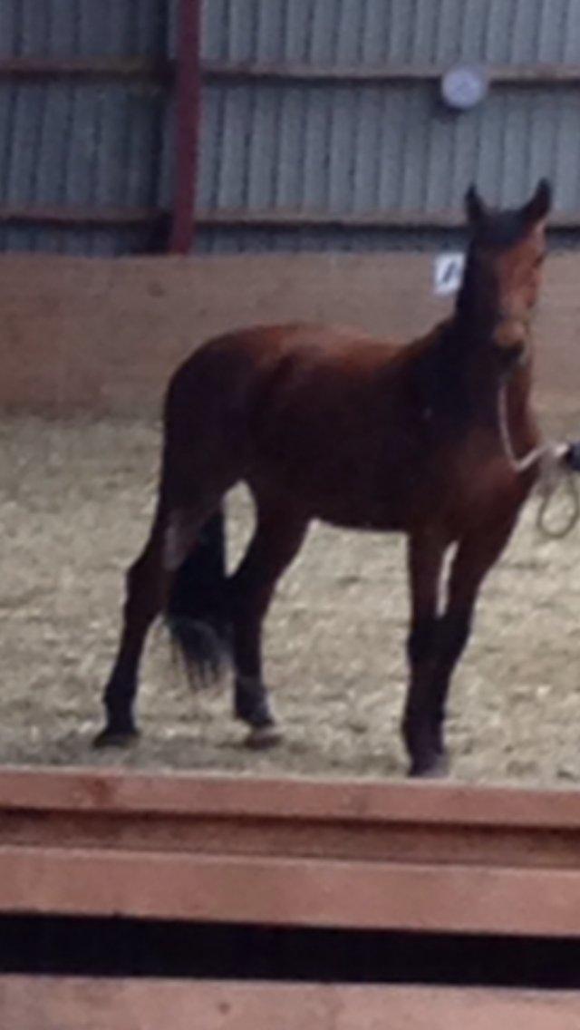 Dansk Varmblod Grusgård's Moon Light billede 8