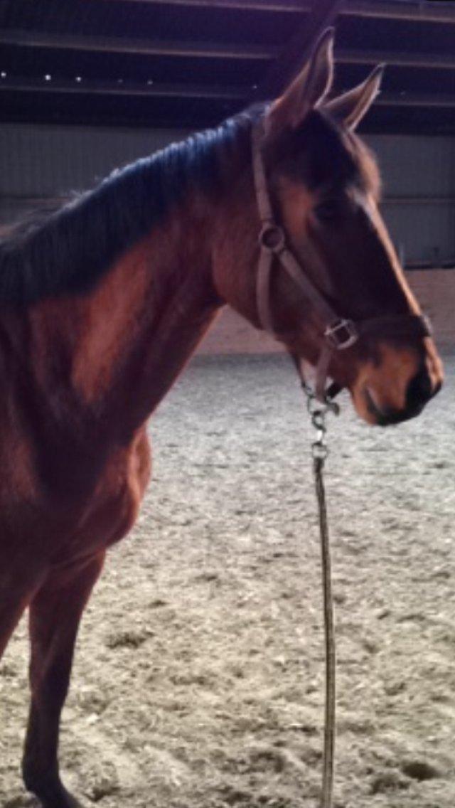 Dansk Varmblod Grusgård's Moon Light billede 9