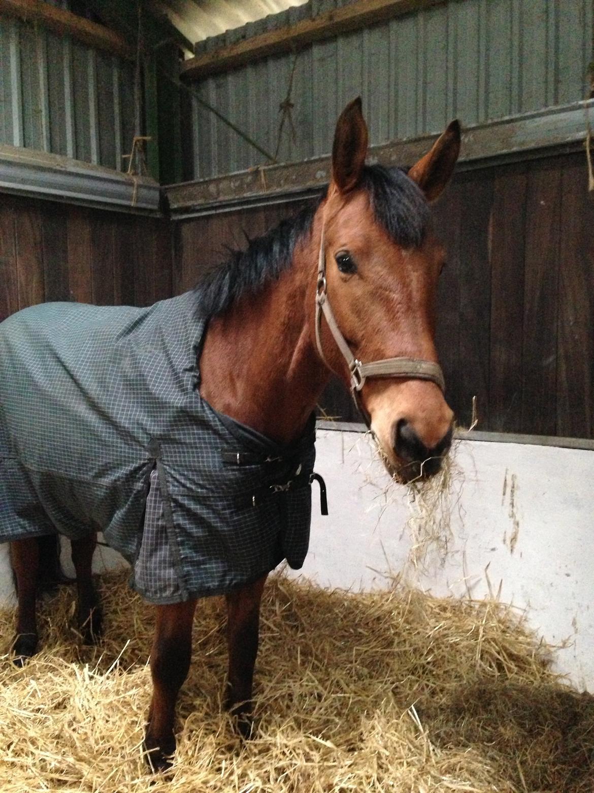 Dansk Varmblod Grusgård's Moon Light billede 10