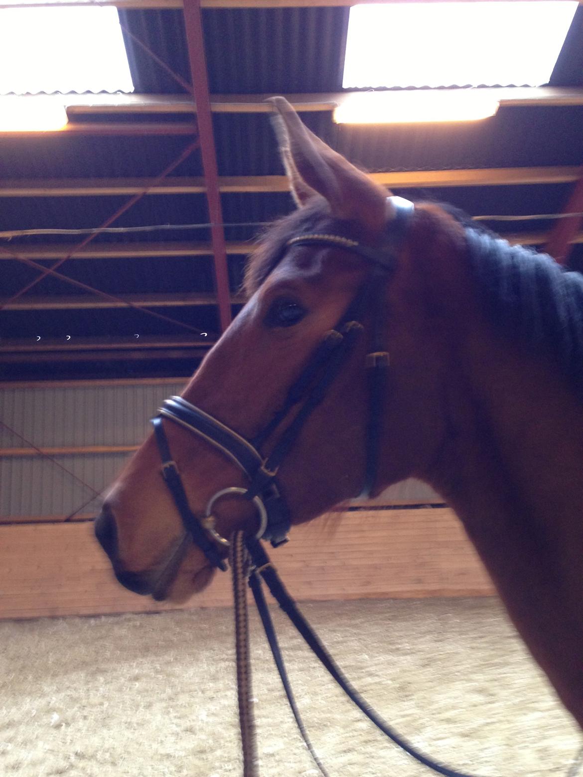 Dansk Varmblod Grusgård's Moon Light billede 11