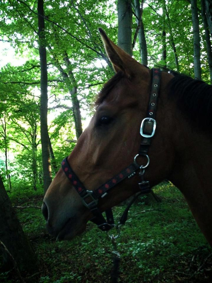 Dansk Varmblod Grusgård's Moon Light billede 12