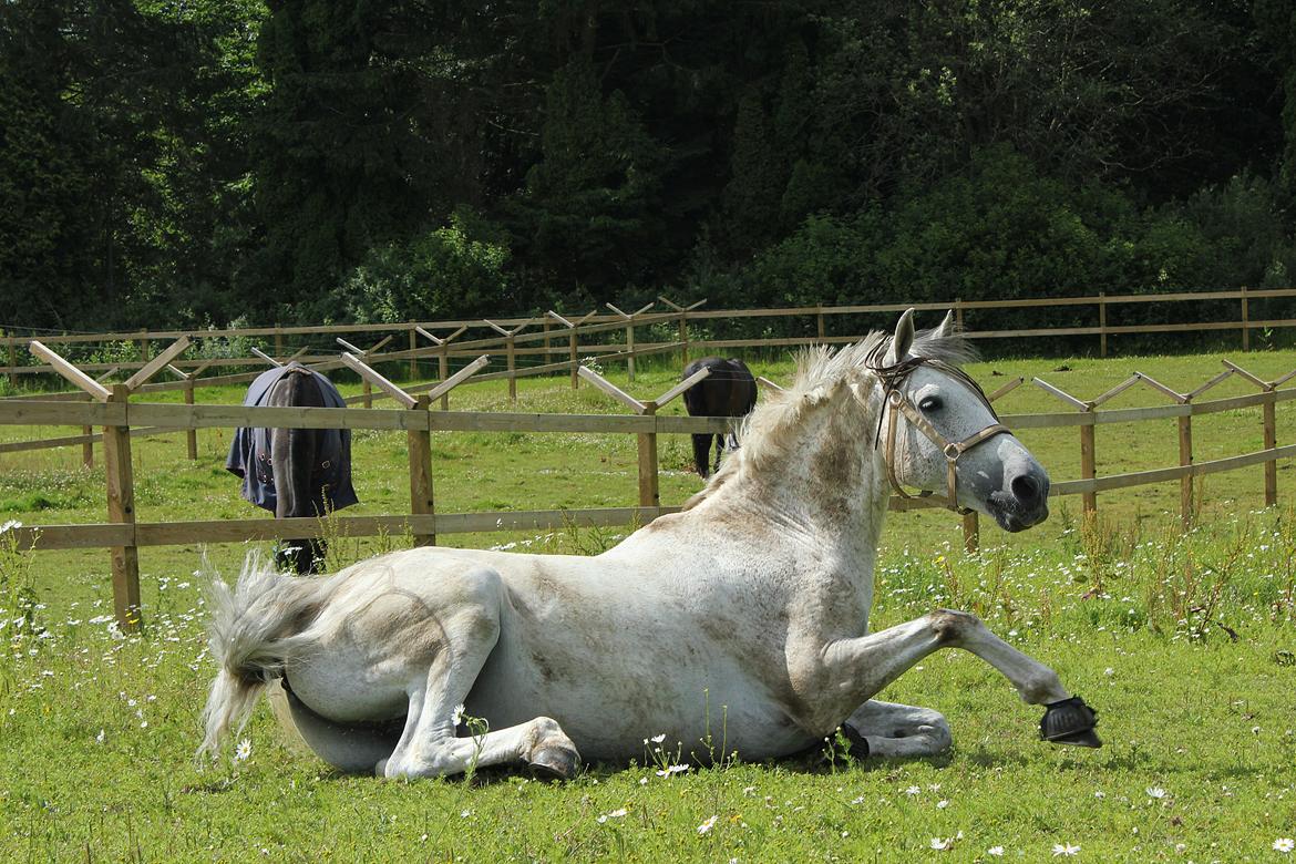 Hollandsk Sportspony LOOK AT ME - Se lige hvor sød han er!! Luffe på fold Juli 2013 billede 6
