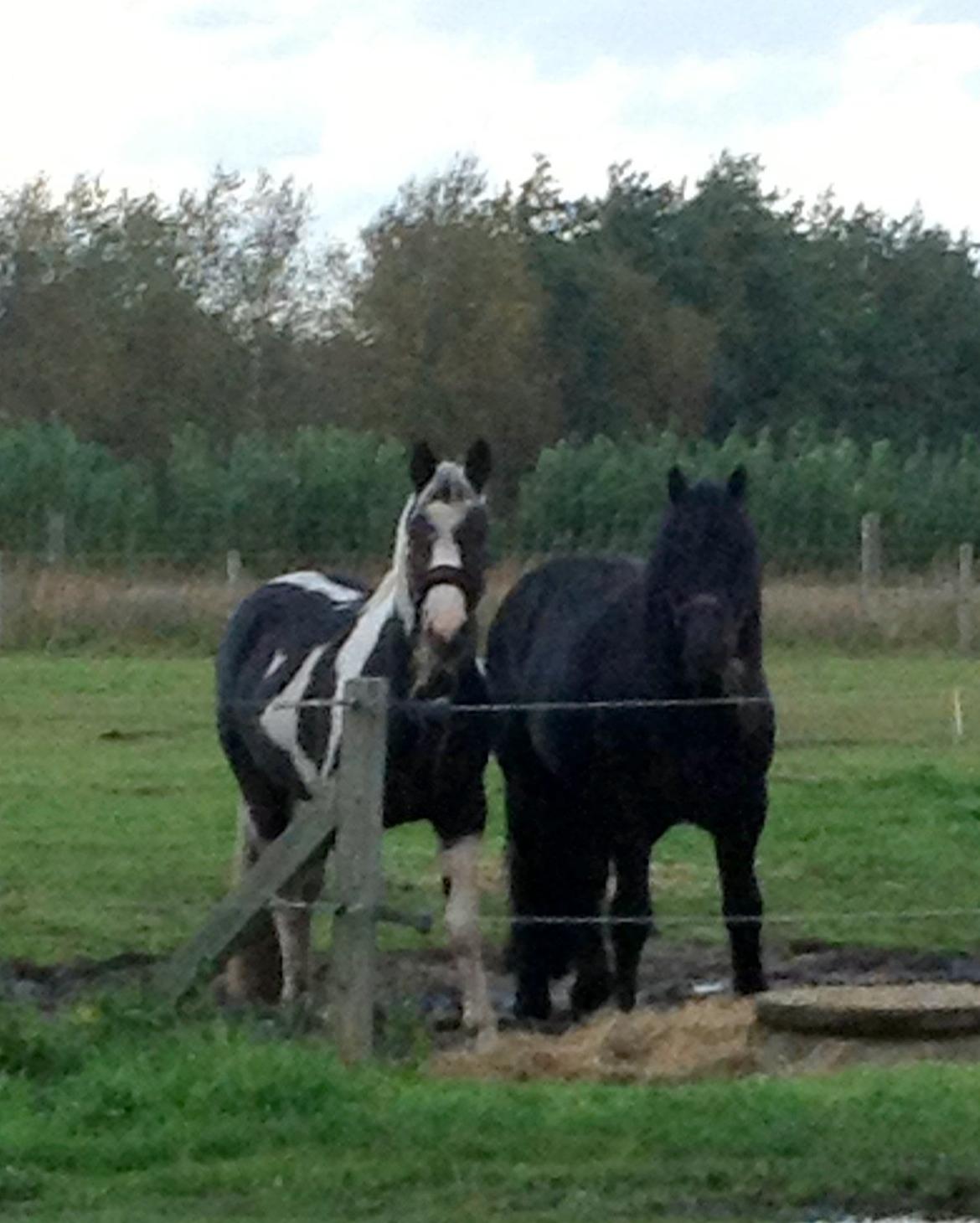 Pinto Tornado billede 7