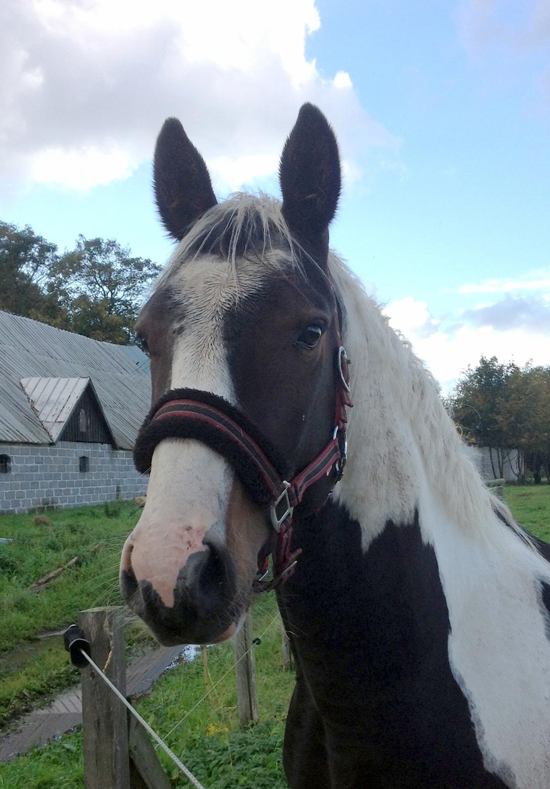 Pinto Tornado billede 8