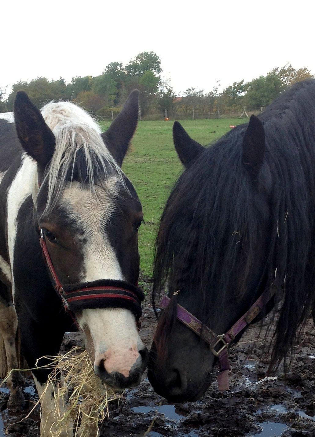 Pinto Tornado billede 9