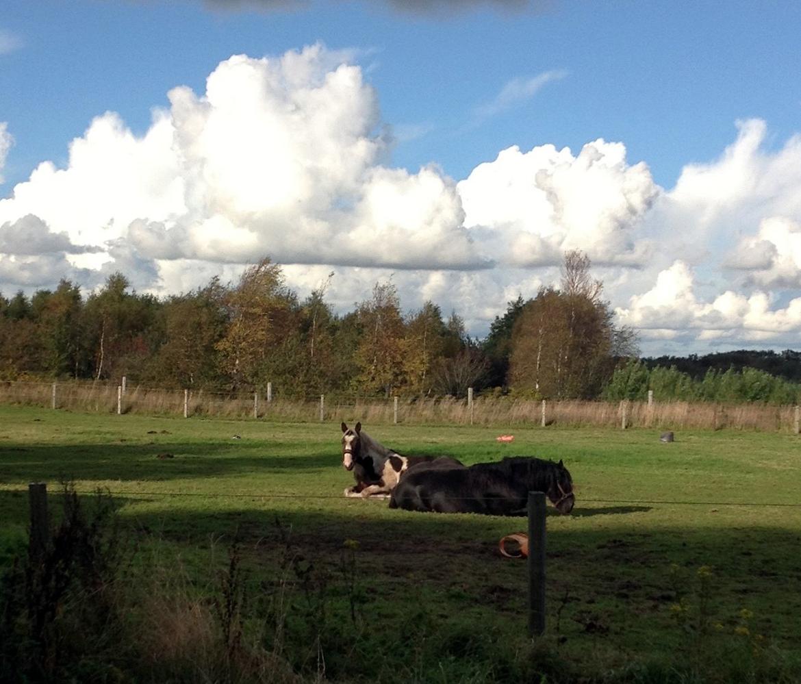 Pinto Tornado billede 10