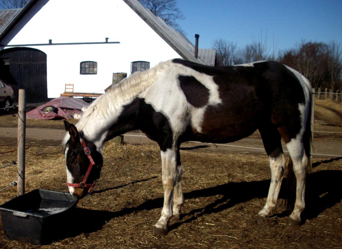 Pinto Tornado billede 12