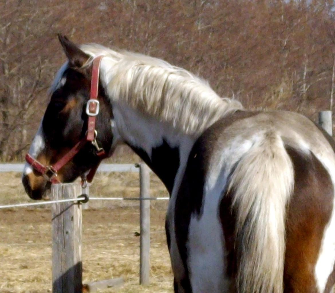 Pinto Tornado billede 13