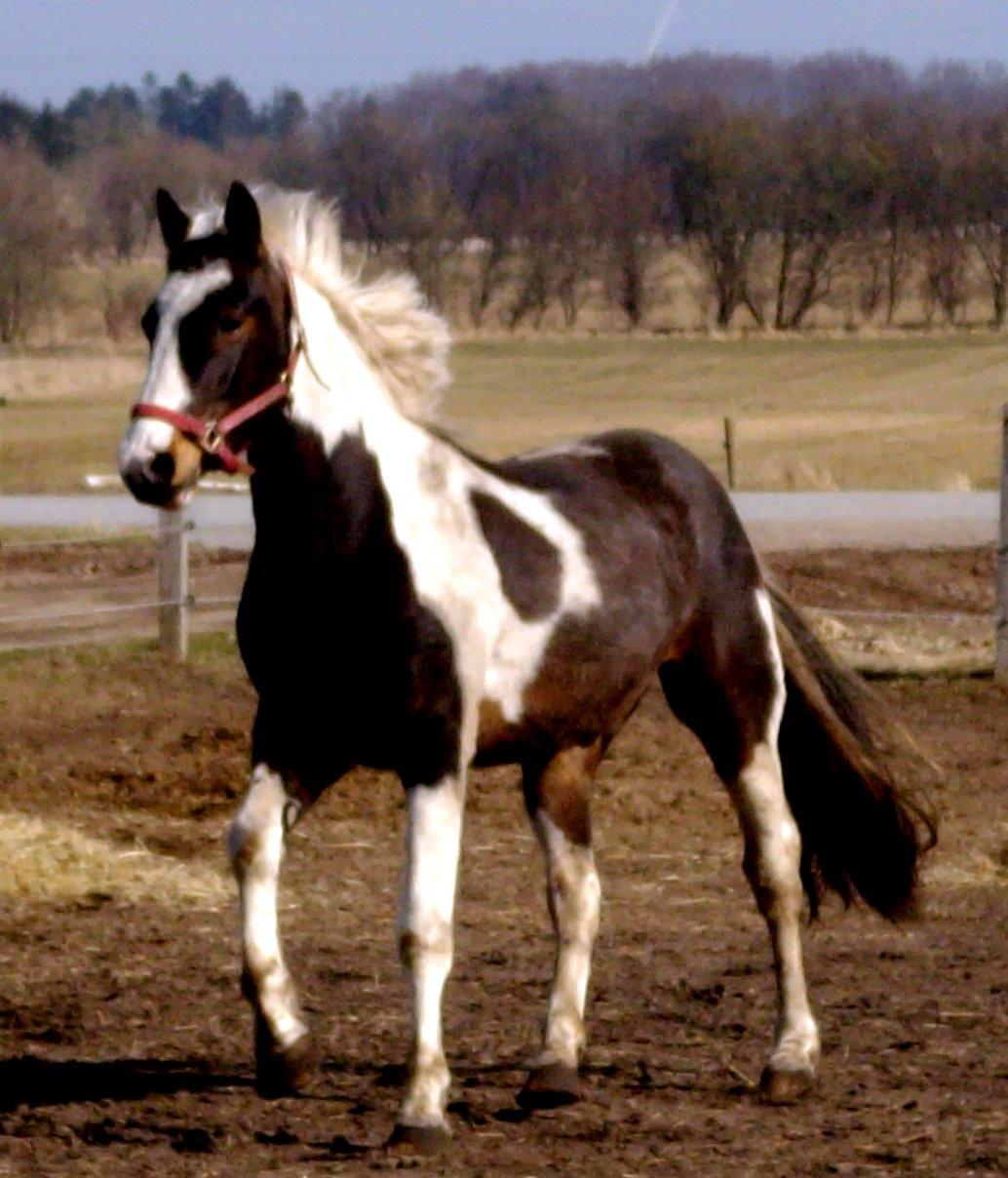 Pinto Tornado billede 14